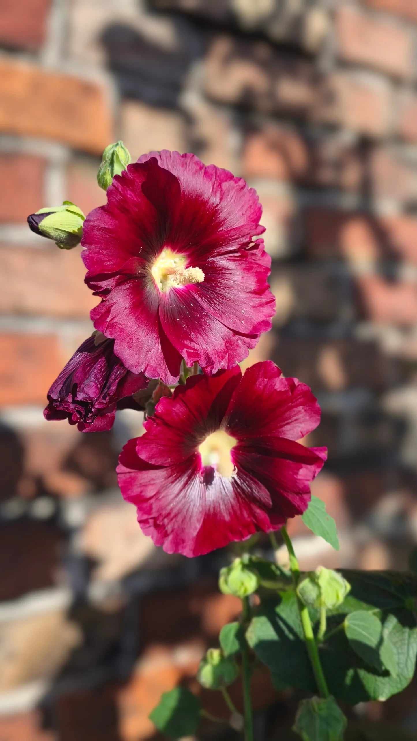 Maroon Hollyhock Flower seeds for Planting - Hardy Variety, Heirloom & GMO Free Seeds for Home Garden