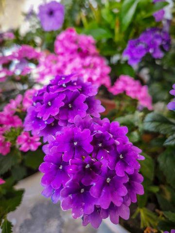 Moss Verbena Flower seeds for Planting Compact Growth Heirloom & GMO Free Seeds for Home Garden