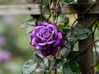 Light Purple Climbing Rose Flower Seeds for Planting Bright Blooms Heirloom & GMO Free Seeds for Home Garden
 
 Sale
