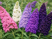 Mixed Buddleia Flower seeds for Planting Compact Growth Heirloom & GMO Free Seeds for Home Garden 
 
 Sale