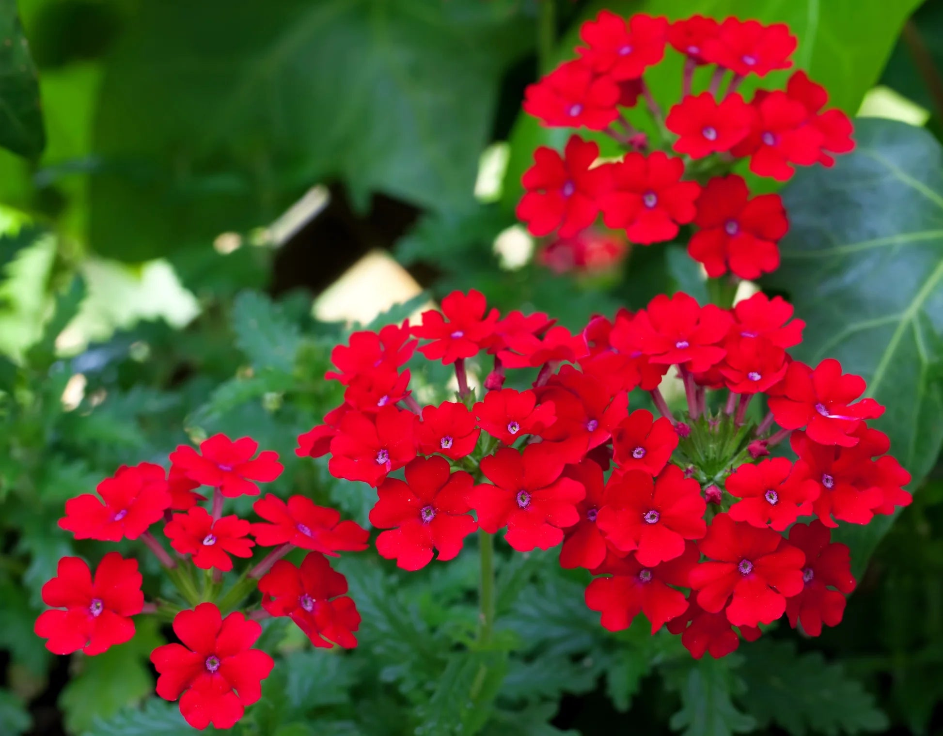 Verbana Flower seeds for Planting Perfect for Borders Heirloom & GMO Free Seeds for Home Garden 
 
 Sale