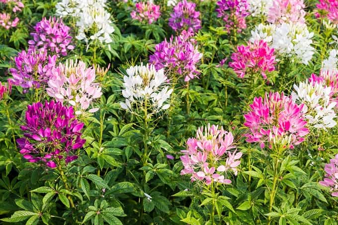 Heirloom Cleome Flower seeds for Planting Pollinator Friendly Heirloom & GMO Free Seeds for Home Garden