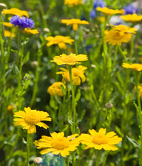 Marigold Chrysanthemum Flower seeds for Planting Seasonal Bloomer Heirloom & GMO Free Seeds for Home Garden