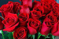 Rosa Flower seeds for Planting Fragrant Blossoms Heirloom & GMO Free Seeds for Home Garden