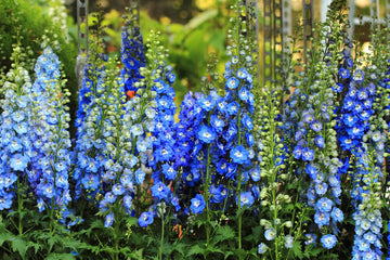 Forking Larkspur King Salmon Seeds for Beautiful, Tall Flowers in Your Garden