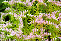 Pink Green Sedum Seastar Flower seeds for Planting Pollinator Friendly Heirloom & GMO Free Seeds for Home Garden 
 
 Sale