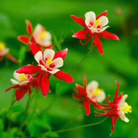 Columbine Flower seeds for Planting Easy to Grow Heirloom & GMO Free Seeds for Home Garden