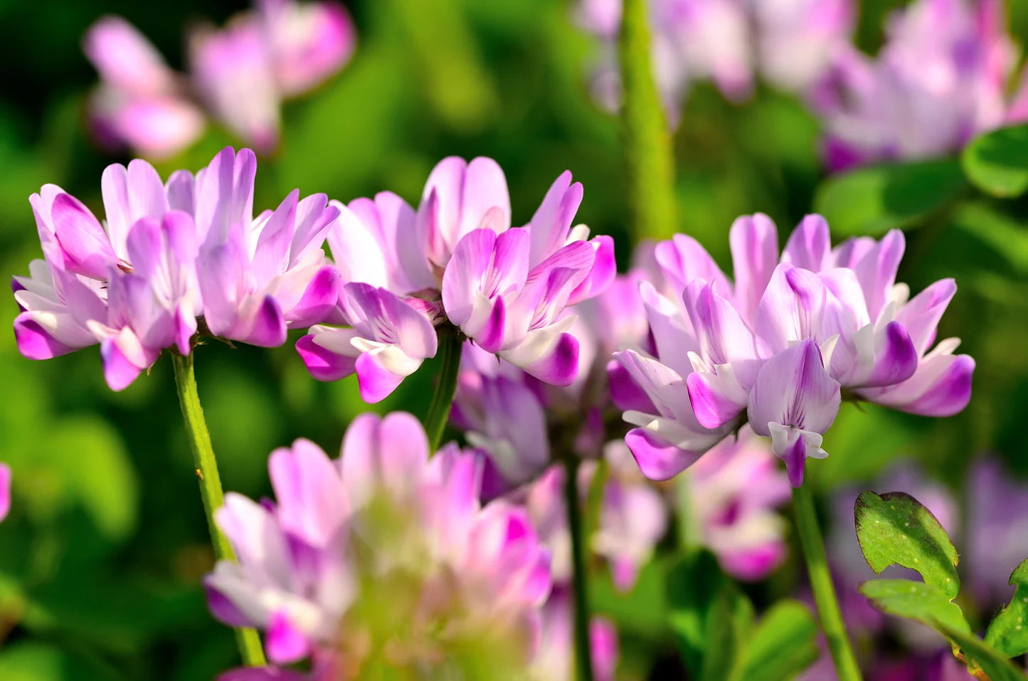 Pink Astragalus Sinicus Flower seeds for Planting - Wildflower Mix, Heirloom & GMO Free Seeds for Home Garden