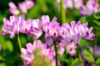 Pink Astragalus Sinicus Flower seeds for Planting - Wildflower Mix, Heirloom & GMO Free Seeds for Home Garden