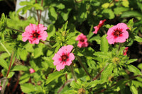 Pink Cinquefoil Flower seeds for Planting - Hardy Variety, Heirloom & GMO Free Seeds for Home Garden