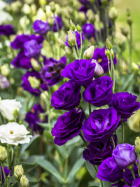Mixed Lisianthus Flower seeds for Planting - Pollinator Friendly, Heirloom & GMO Free Seeds for Home Garden