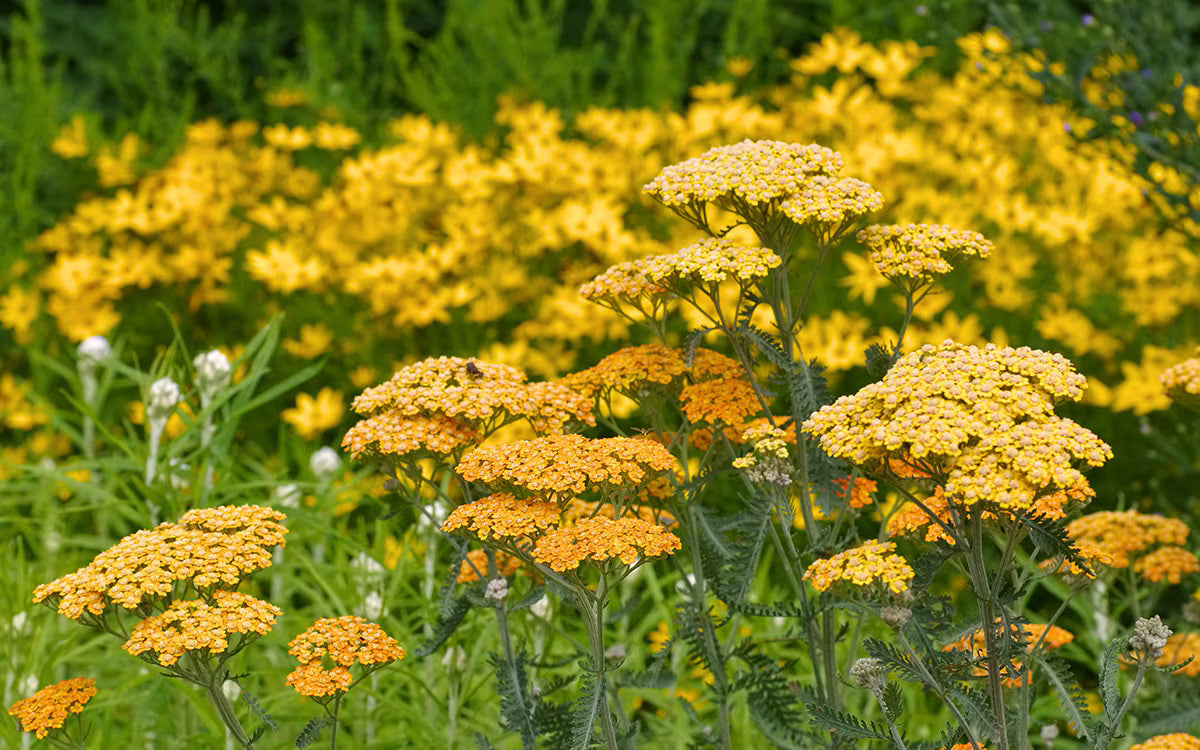 Achillea Flower seeds for Planting, Colorful Display Heirloom & GMO Free Seeds for Home Garden
