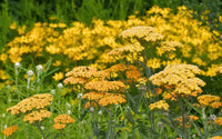 Achillea Flower seeds for Planting, Colorful Display Heirloom & GMO Free Seeds for Home Garden