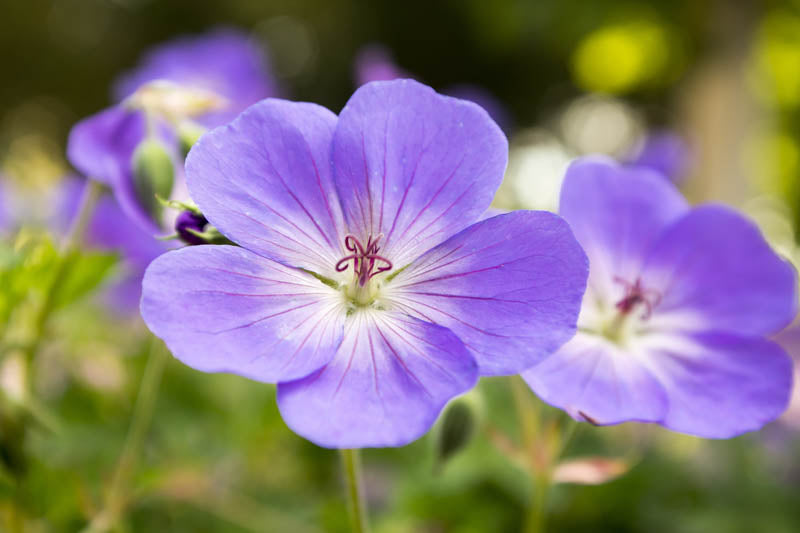 Geranium Rozanne Flower seeds for Planting - Cottage Garden Essential, Heirloom & GMO Free Seeds for Home Garden