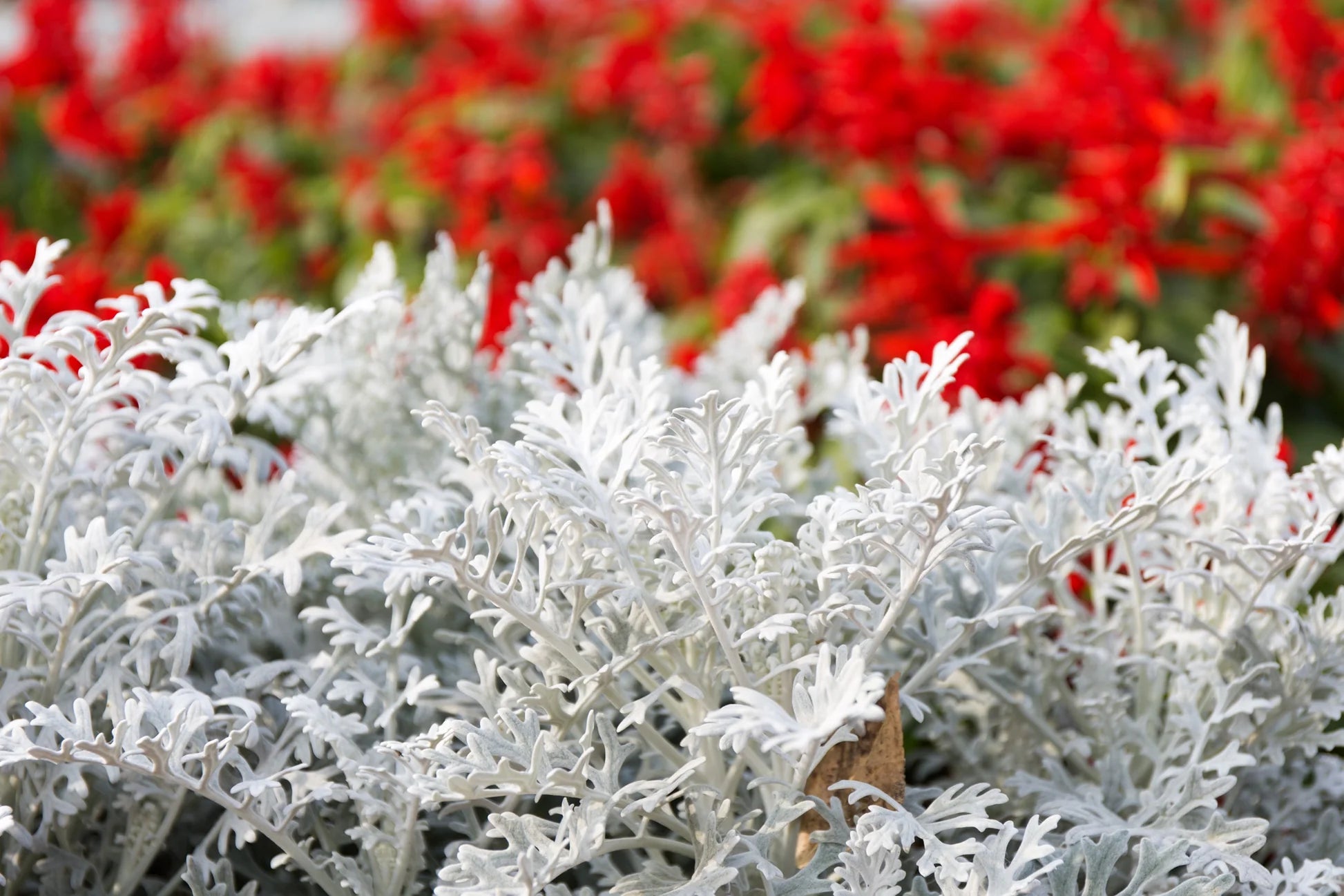 Gray Cineraria Dusty Flower seeds for Planting - Drought Tolerant, Heirloom & GMO Free Seeds for Home Garden