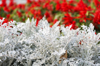 Gray Cineraria Dusty Flower seeds for Planting - Drought Tolerant, Heirloom & GMO Free Seeds for Home Garden