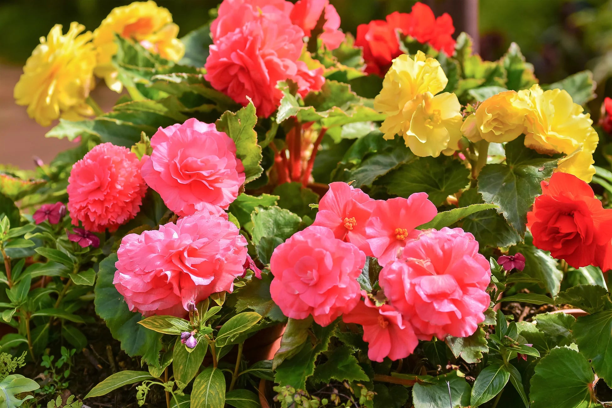 Mixed Begonia Flower seeds for Planting - Drought Tolerant, Heirloom & GMO Free Seeds for Home Garden
