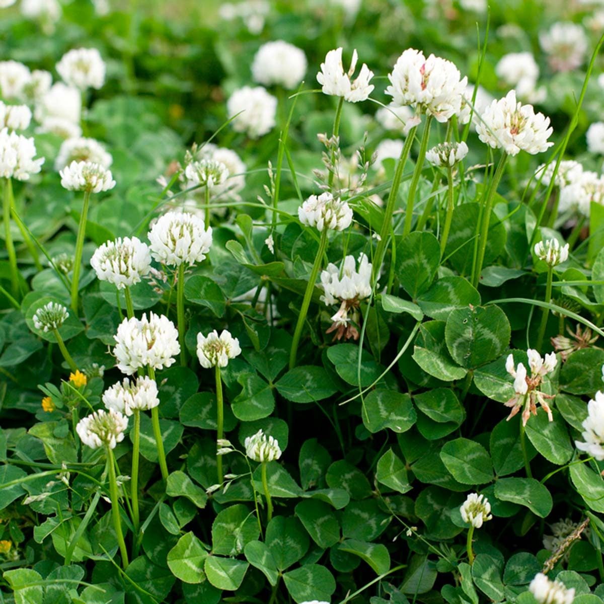 Clover Flower seeds for Planting, Vibrant Colors Heirloom & GMO Free Seeds for Home Garden