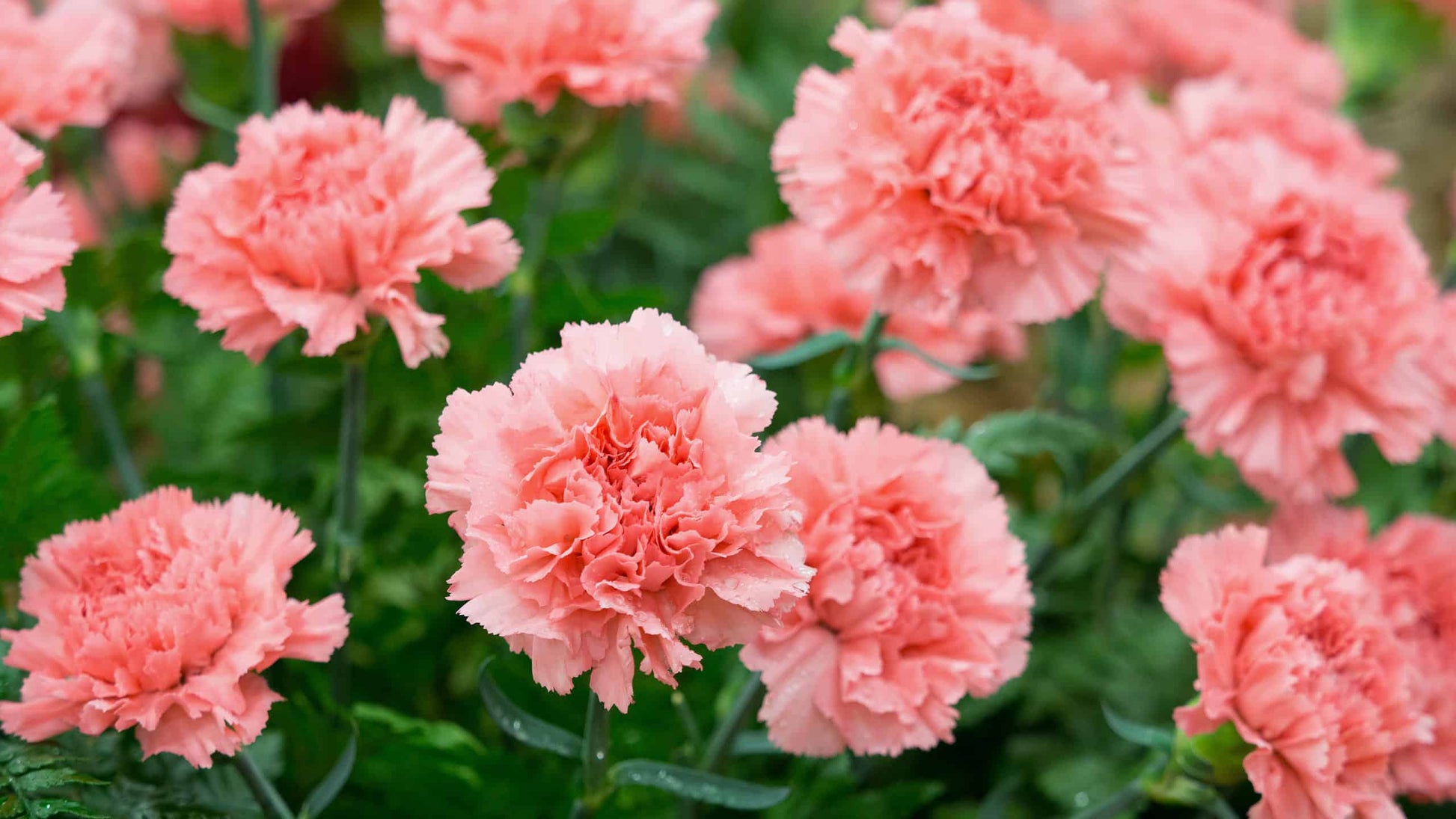 Carnation Flower seeds for Planting Seasonal Bloomer Heirloom & GMO Free Seeds for Home Garden