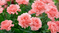 Carnation Flower seeds for Planting Seasonal Bloomer Heirloom & GMO Free Seeds for Home Garden