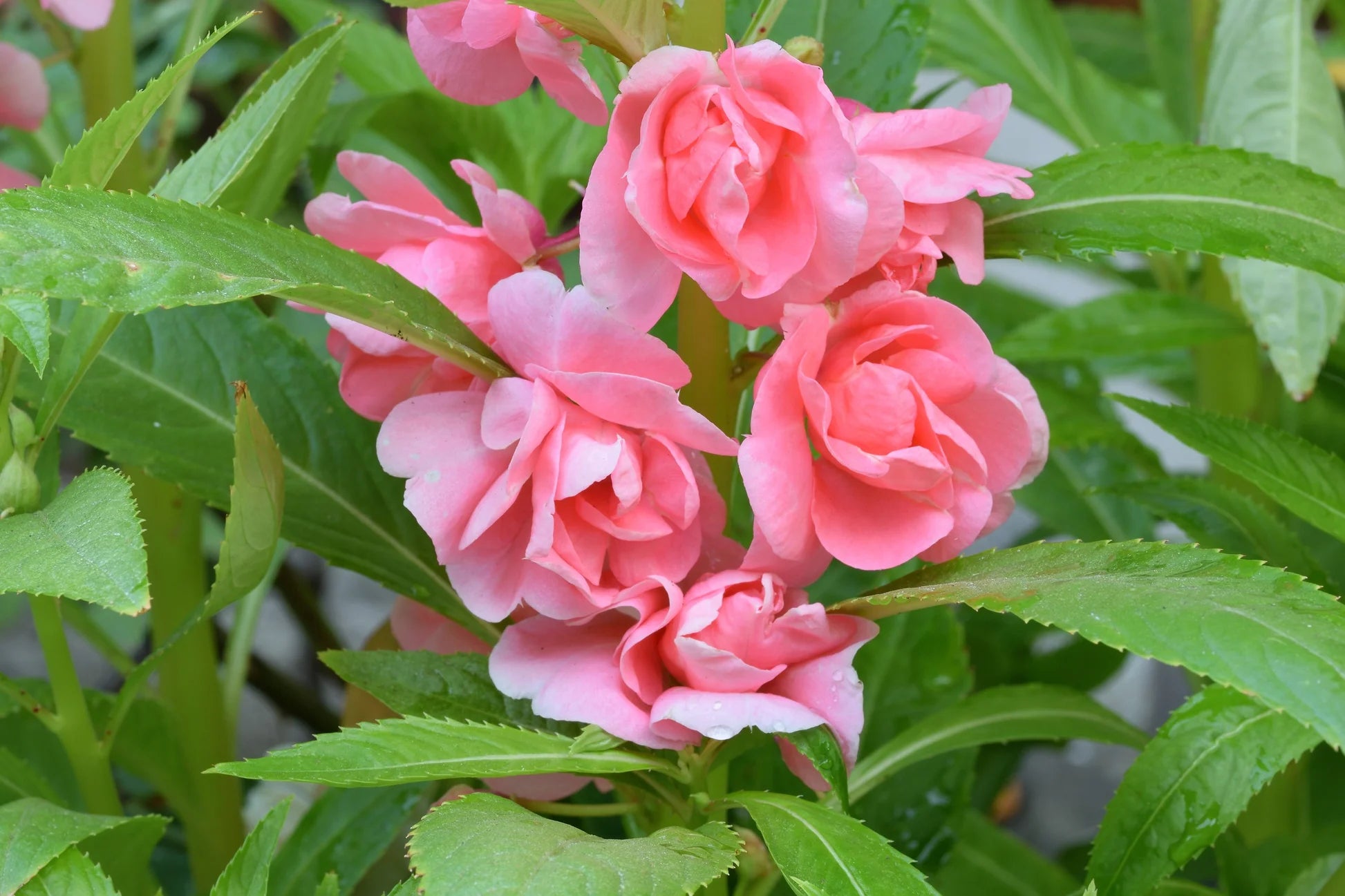 Balsam Camellia Flower seeds for Planting Cut Flower Favorite Heirloom & GMO Free Seeds for Home Garden