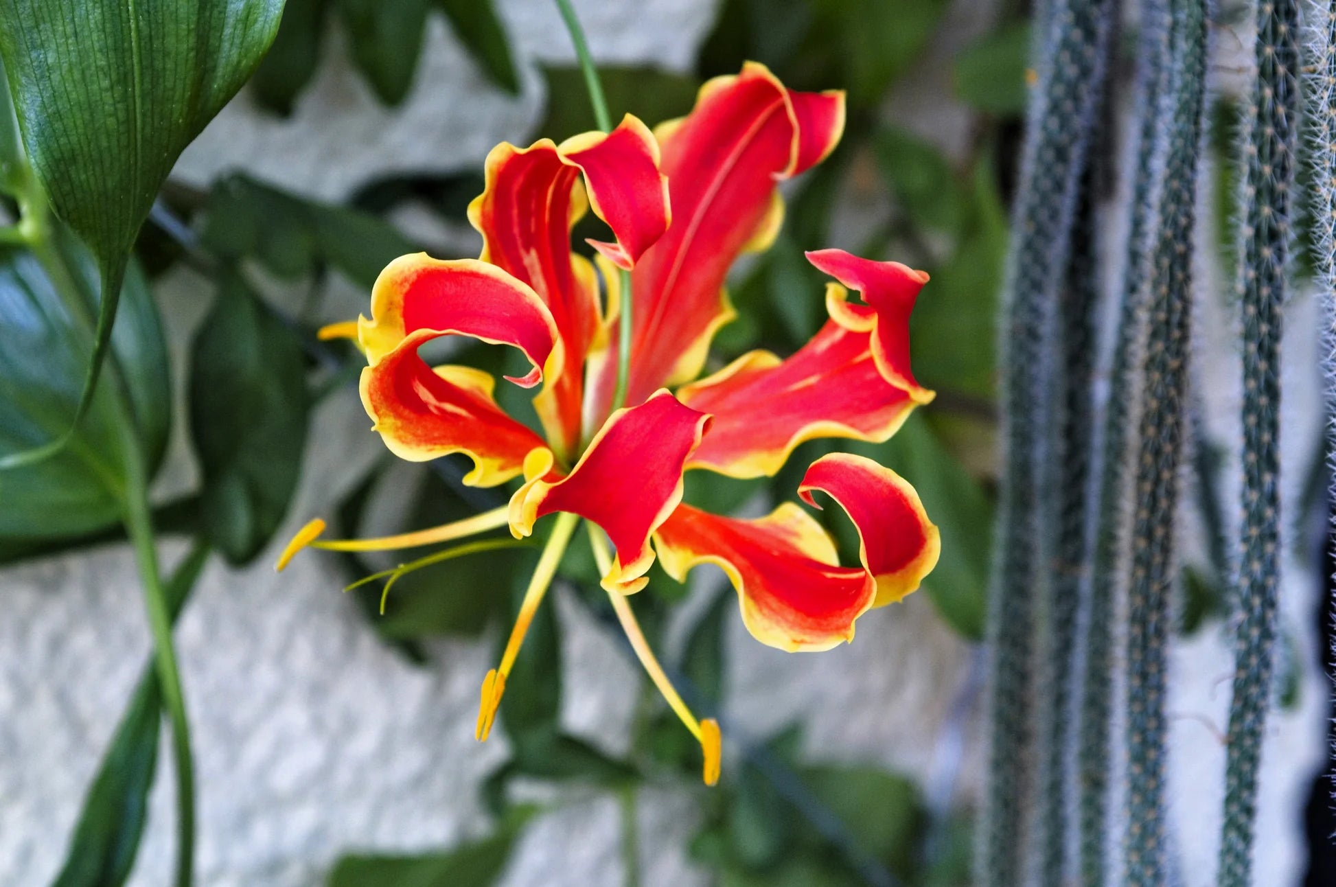 Red Gloriosa Superba Flower seeds for Planting - Seasonal Bloomer, Heirloom & GMO Free Seeds for Home Garden