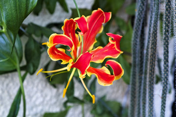 Red Gloriosa Superba Flower seeds for Planting - Seasonal Bloomer, Heirloom & GMO Free Seeds for Home Garden