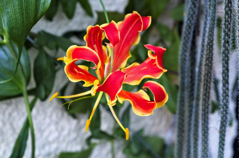 Red Gloriosa Superba Flower seeds for Planting - Seasonal Bloomer, Heirloom & GMO Free Seeds for Home Garden