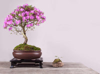 Pink Bonsai Flower seeds for Planting - Sun Loving, Heirloom & GMO Free Seeds for Home Garden