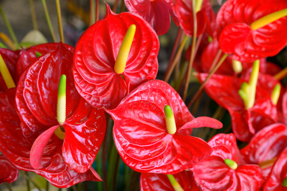 Anthurium Flower seeds for Planting Compact Growth Heirloom & GMO Free Seeds for Home Garden