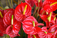 Anthurium Flower seeds for Planting Compact Growth Heirloom & GMO Free Seeds for Home Garden