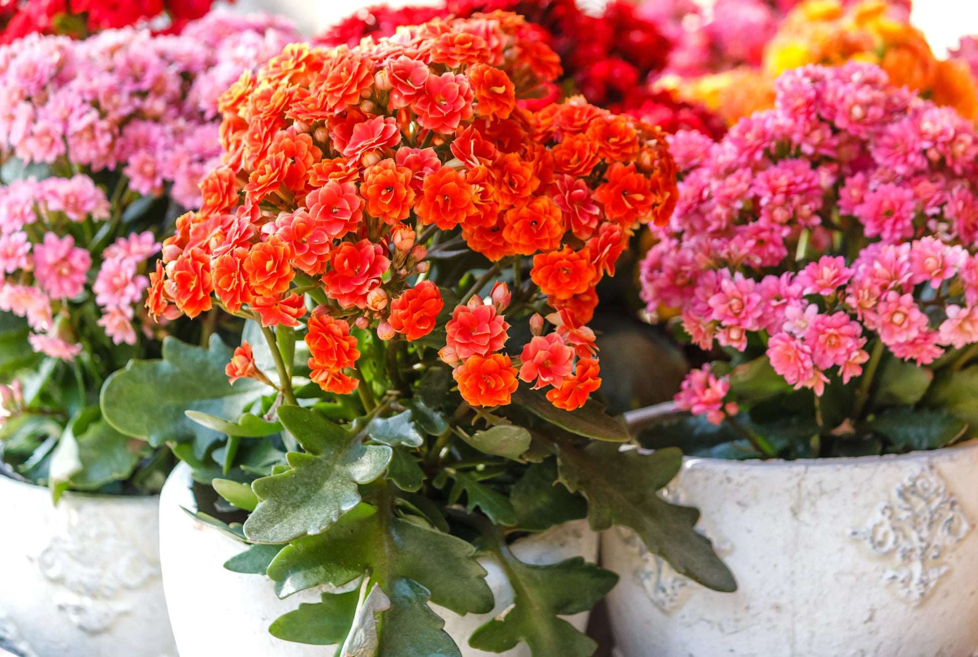 Kalanchoe Flower seeds for Planting Fragrant Blossoms Heirloom & GMO Free Seeds for Home Garden