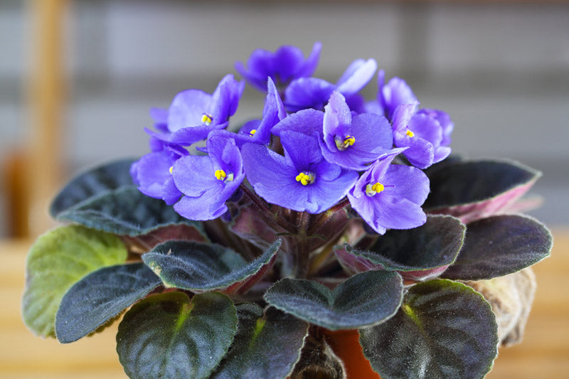 Sky Blue African Violet or Saintpaulia ionantha. Flower seeds for Planting - Long Bloom Season, Heirloom & GMO Free Seeds for Home Garden