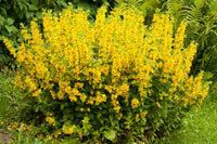 Lysimachus Punctata Flower seeds for Planting Pollinator Friendly Heirloom & GMO Free Seeds for Home Garden 
 
 Sale