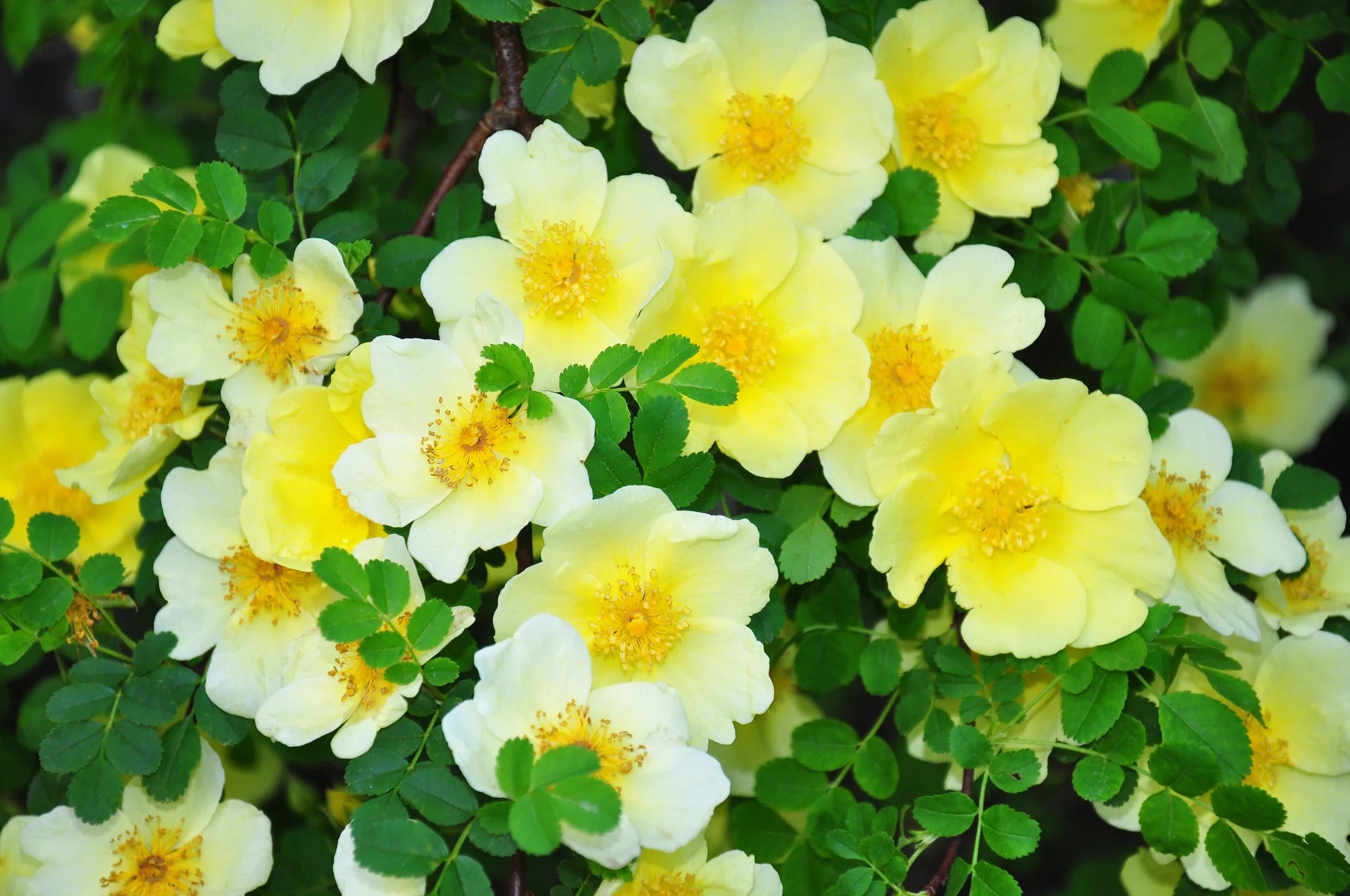 Yellow Hugo Rose Flower seeds for Planting - Vibrant Colors, Heirloom & GMO Free Seeds for Home Garden