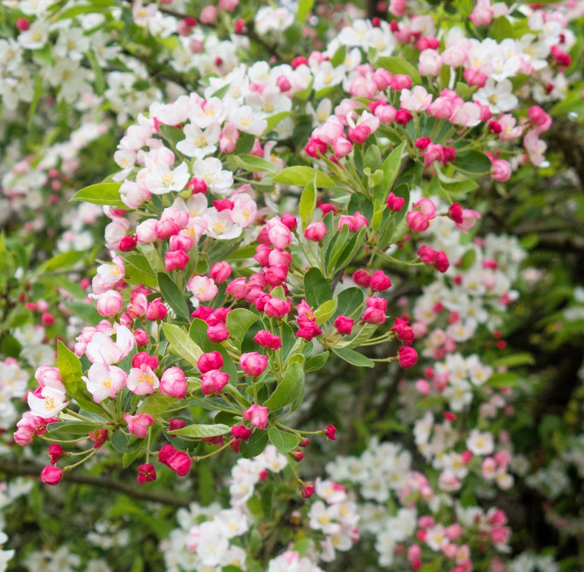Sargent Crab Apple (Malus Sargentii) Shrub Hummingbird Flower White Red Seeds