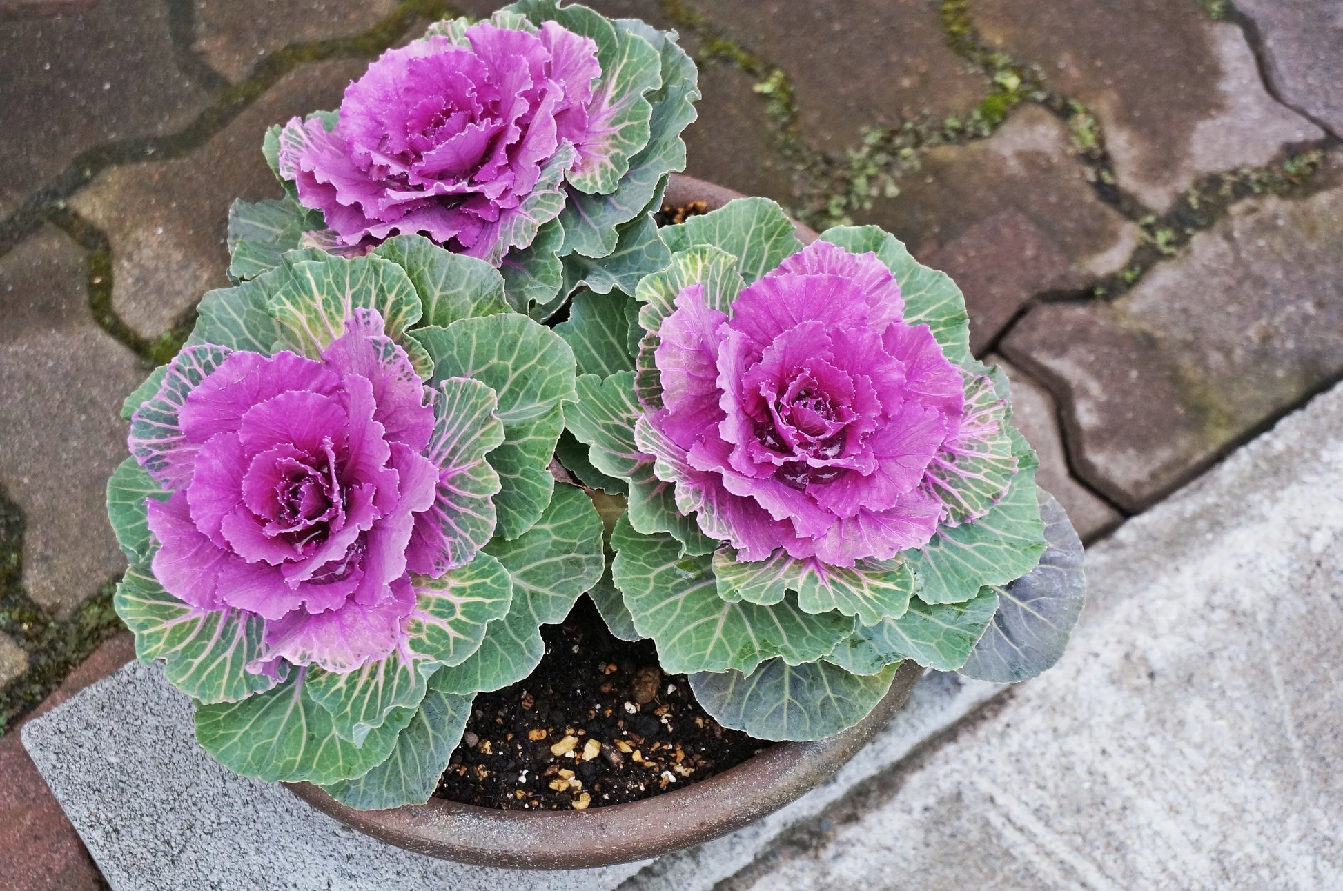 Kales Brassica Flower seeds for Planting Easy to Grow Heirloom & GMO Free Seeds for Home Garden
