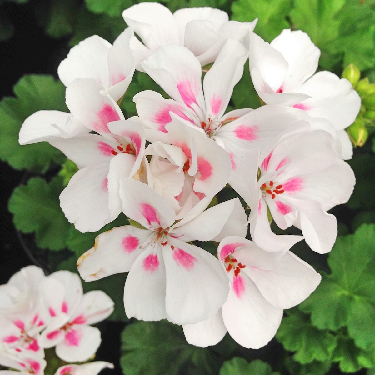Geranium Flower Seeds for planting White Light Pink