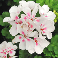 Geranium Flower Seeds for planting White Light Pink