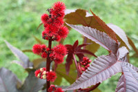 Castor Flower seeds for Planting - Low Maintenance, Heirloom & GMO Free Seeds for Home Garden