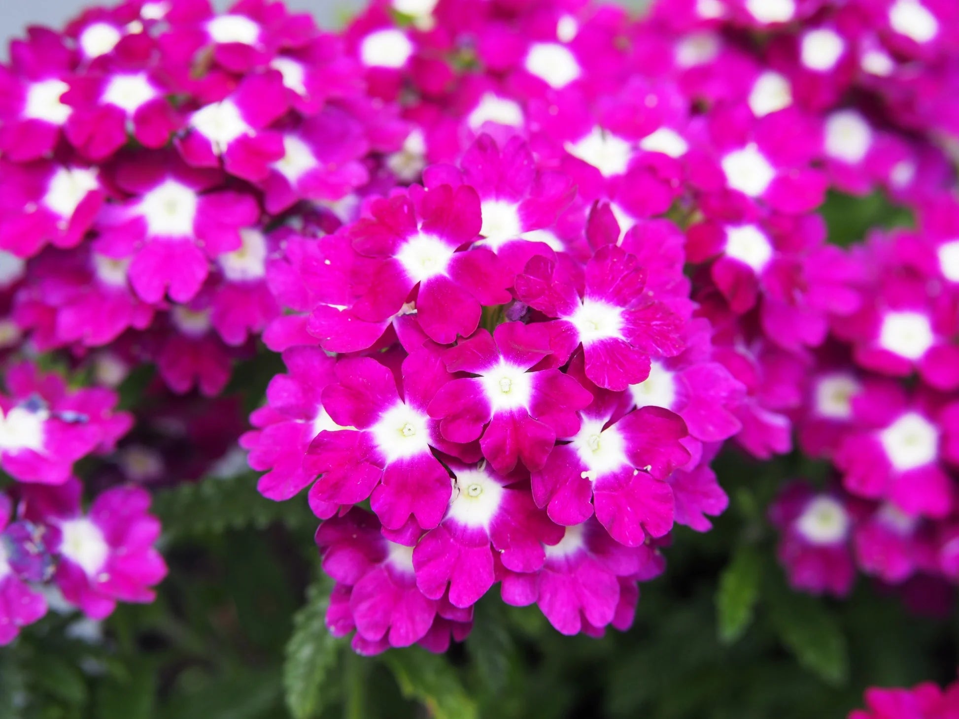 Burgundy Verbena Flower seeds for Planting - Pollinator Friendly, Heirloom & GMO Free Seeds for Home Garden