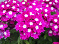 Burgundy Verbena Flower seeds for Planting - Pollinator Friendly, Heirloom & GMO Free Seeds for Home Garden