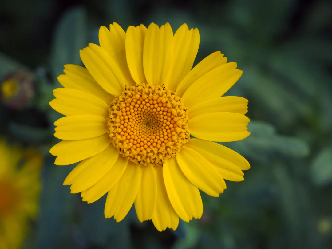 Marigold Chrysanthemum Flower seeds for Planting Seasonal Bloomer Heirloom & GMO Free Seeds for Home Garden