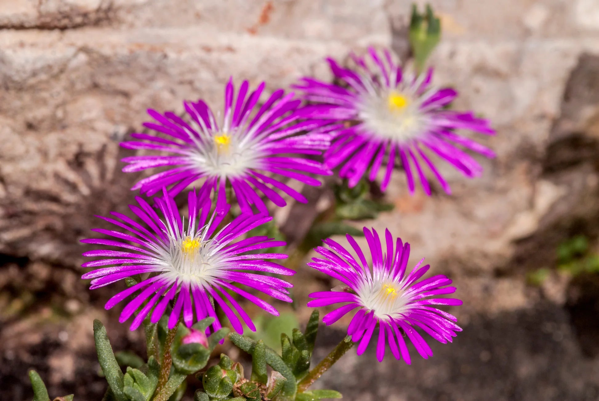 Purple Delosperma Stardust Flower seeds for Planting - Cut Flower Favorite, Heirloom & GMO Free Seeds for Home Garden