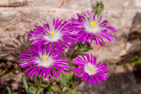 Purple Delosperma Stardust Flower seeds for Planting - Cut Flower Favorite, Heirloom & GMO Free Seeds for Home Garden