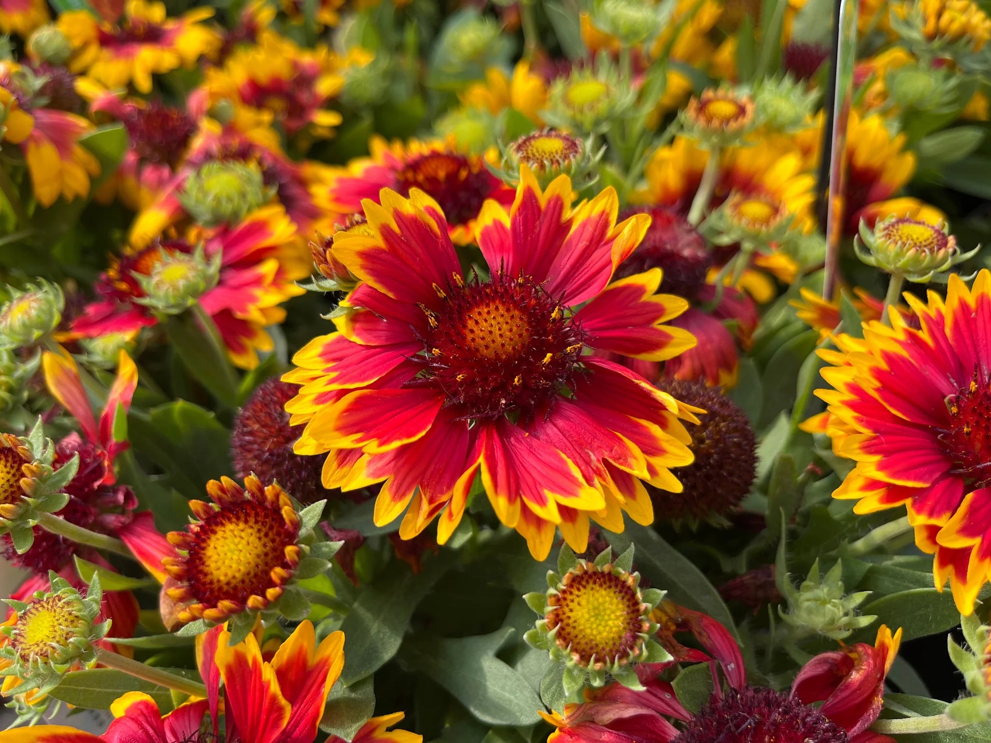 Indian Blanket Flower Seeds for Planting  Brighten Your Garden