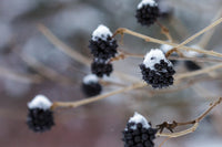 Siberian Ginseng Seeds – Eleutherococcus senticosus Shrub for Easy Growth