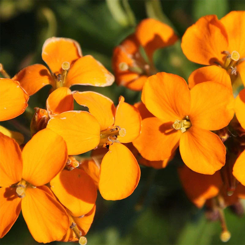Orange Cheiranthus Flower seeds for Planting Wildflower Mix Heirloom & GMO Free Seeds for Home Garden 
 
 Sale