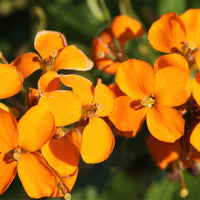 Orange Cheiranthus Flower seeds for Planting Wildflower Mix Heirloom & GMO Free Seeds for Home Garden 
 
 Sale