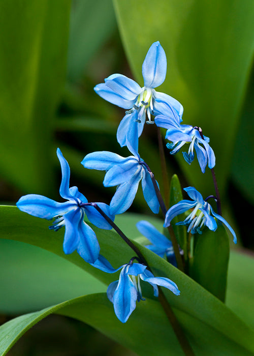Scilla Siberica Flower seeds for Planting - Colorful Display, Heirloom & GMO Free Seeds for Home Garden